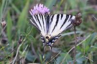 Iphiclides podalirius