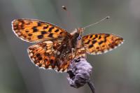 Boloria dia