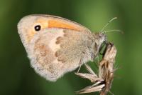Coenonympha pamphilus