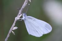 Leptidea sinapis
