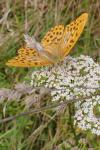 Argynnis paphia