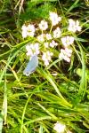 Celastrina argiolus