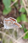 Aricia agestis