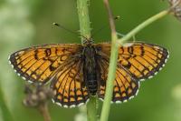 Melitaea parthenoides