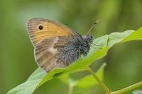 Coenonympha pamphilus