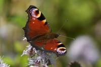Aglais io