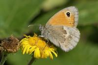 Coenonympha pamphilus