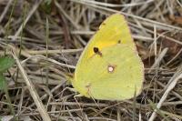Colias crocea