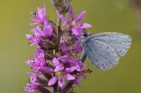 Celastrina argiolus