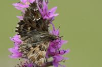 Carcharodus alceae