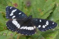 Limenitis reducta