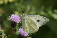 Pieris brassicae