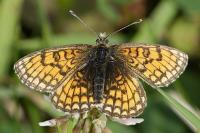 Melitaea parthenoides