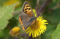 Lycaena phlaeas