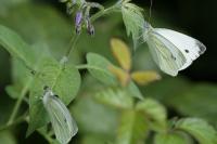 Pieris napi