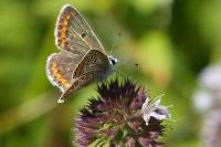 Aricia agestis