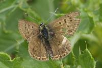 Lycaena tityrus