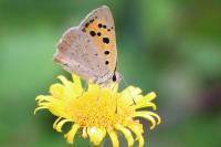 Lycaena phlaeas