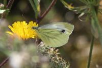 Pieris napi