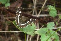 Araschnia levana
