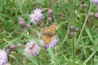 Melitaea cinxia