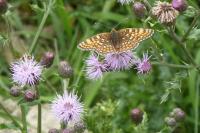 Melitaea phoebe