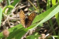 Melitaea cinxia