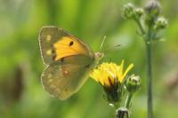 Colias crocea