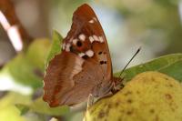 Apatura ilia
