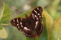 Apatura ilia