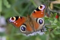 Aglais io