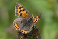 Lycaena phlaeas