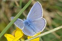 Polyommatus icarus