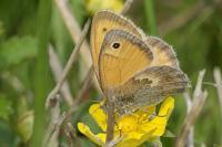 Coenonympha pamphilus