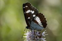 Limenitis reducta