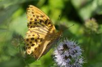 Argynnis paphia