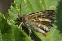 Carcharodus alceae
