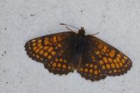 Melitaea parthenoides