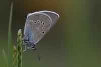Cyaniris semiargus