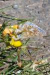 Lysandra bellargus