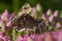 Carcharodus alceae