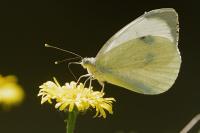 Pieris brassicae