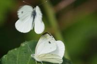 Pieris napi
