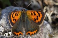 Lycaena phlaeas