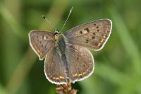 Lycaena tityrus