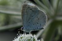 Celastrina argiolus