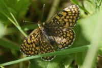 Melitaea cinxia