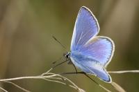Polyommatus icarus