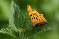 Polygonia c-album