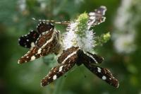 Araschnia levana